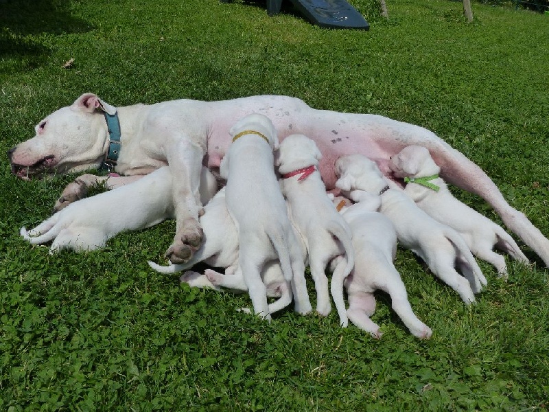 Des gardiens de la pampa  - Dogo Argentino - Portée née le 30/05/2014