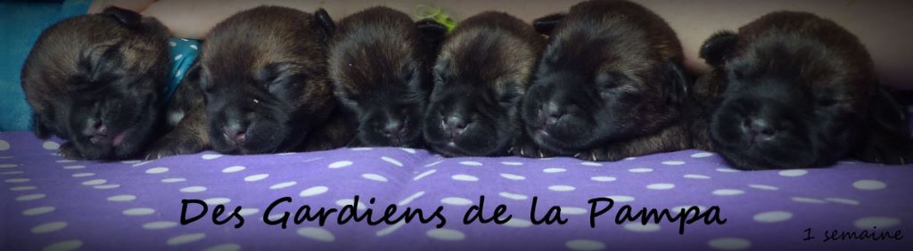 les bébés border terrier 2018 sont nés